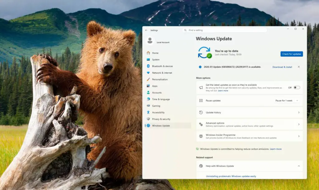 A screen shot of a Windows 11 user's desktop. The wallpaper is a photograph of a bear clinging to a tree stump. Over the top of this is the Windows Update pane accessed from the Settings menu.