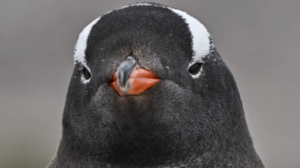 A Gentoo penguin in its natural habitat, symbolizing the resilience of the Gentoo Linux project.